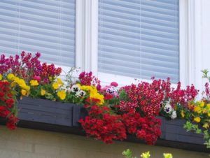 Colorful flowers outside a window