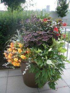 How to make an attractive & healthy container garden.
