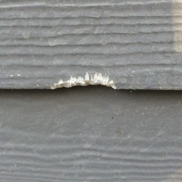 Squirrely Squirrel gets the munchies for siding Opal Enterprises Inc