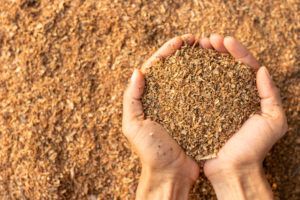 two hands holding wood fiber sawdust