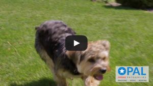 Opal&rsquo;s Fake Political Ad Series &ndash; Eli & the Puppy