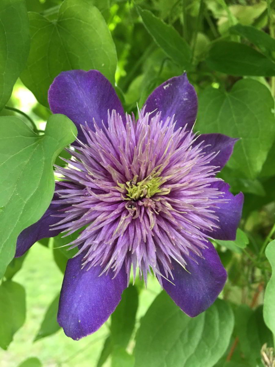 Pretty purple flower in the garden of a home in Naperville