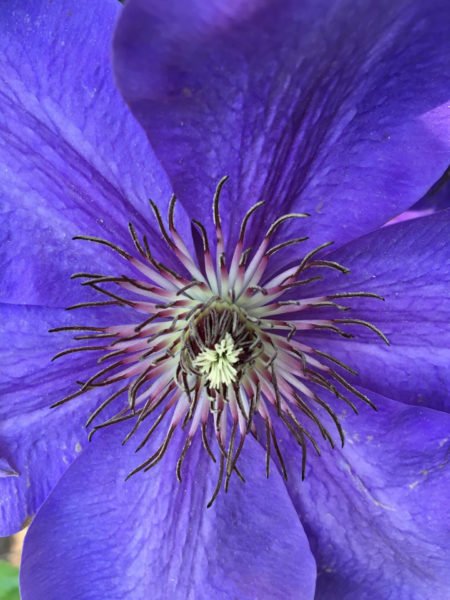 flower in Naperville