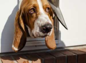 large dog peeks head through pet door